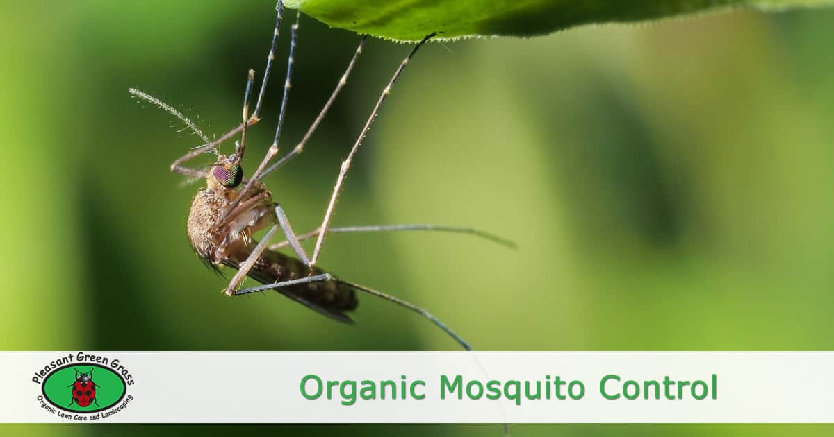 orgnanic mosquito control